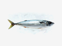 mackerel