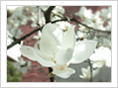 WHITE MAGNOLIA