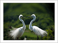 White Heron