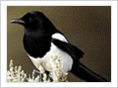 MAGPIE