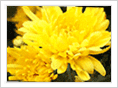 CHRYSANTHEMUM