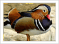 MANDARIN DUCK