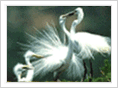 WHITE HERON